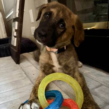 Prescott -  Shepherd and Labrador Retriever Dog for Adoption in Holiday Hills, Illinois - Prescott | PetCurious