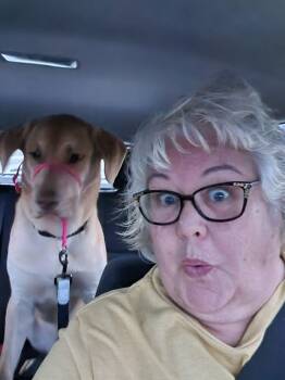 COOPER -  Yellow Labrador Retriever Dog for Adoption in New York, New York - COOPER | PetCurious