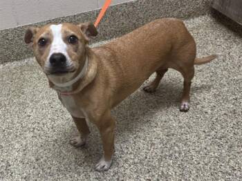 COOPER -  Terrier and Mixed Breed Dog for Adoption in Colorado Springs, Colorado - COOPER | PetCurious