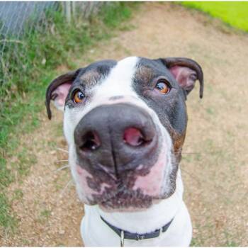Pit Bull Terrier and Mixed Breed Dogs Available for Adoption in Austin, Texas - Fuzz | PetCurious