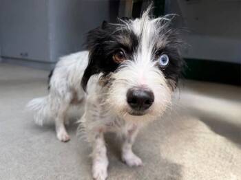 SANDRA -  Norfolk Terrier and Mixed Breed Dog for Adoption in Santa Rosa, California - SANDRA | PetCurious