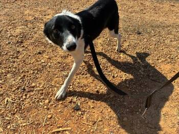 Oreo -  Border Collie and Mixed Breed Dog for Adoption in Thomasville, Alabama - Oreo | PetCurious