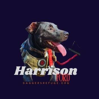 Rescue American Staffordshire Terrier and Carolina Dog Dogs for Adoption in Ragland, Alabama - Harrison Ford | PetCurious