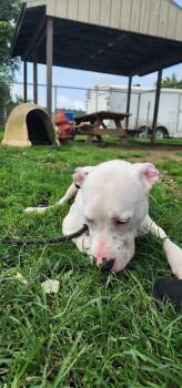 Scooter 196-26 -  Pit Bull Terrier Dog for Adoption in Cambridge, Ohio - Scooter 196-26 | PetCurious