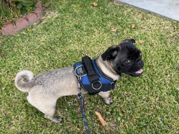 Mochi -  Pug Dog for Adoption in Gardena, California - Mochi | PetCurious