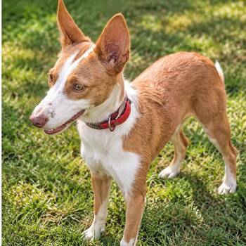 Tawny -  Portuguese Podengo Dog for Adoption in Hanson, Massachusetts - Tawny | PetCurious