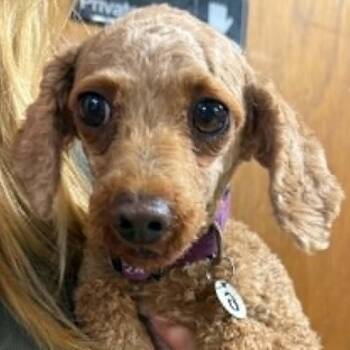 Rea-Foster Home Needed -  Poodle Dog for Adoption in Hartland, Wisconsin - Rea-Foster Home Needed | PetCurious