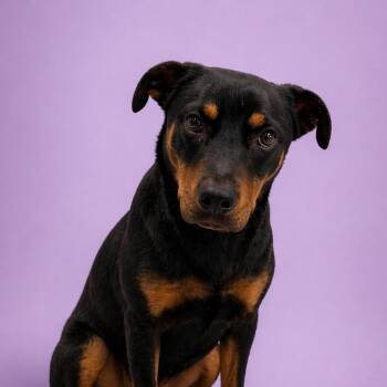 Rottweiler Dogs Available for Adoption in Concord, North Carolina - Rosa | PetCurious