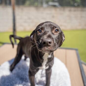 Chi -  Terrier and Mixed Breed Dog for Adoption in Gainesville, Georgia - Chi | PetCurious