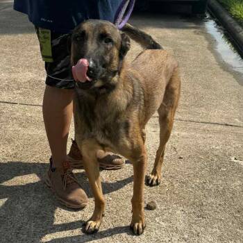 Rescue Belgian Shepherd Malinois Dogs for Adoption in Spring, Texas - Wallace | PetCurious