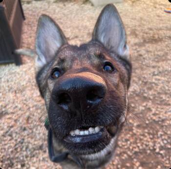 Rescue German Shepherd Dog Dogs for Adoption in Medford Lakes, New Jersey - Bowen | PetCurious