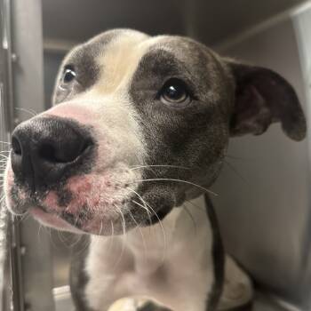 Rescue Mixed Breed Dogs for Adoption in Blue Ridge, Georgia - Eve | PetCurious