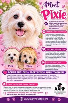PIXIE -  Shih Tzu and Maltese Dog for Adoption in Spring, Texas - PIXIE | PetCurious