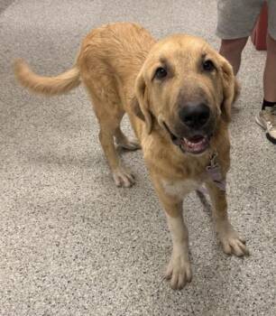 Flintstone -  Mixed Breed Dog for Adoption in Kansas City, Missouri - Flintstone | PetCurious