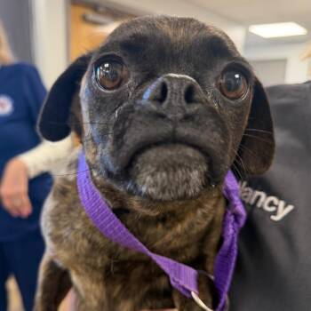Pug Dogs Available for Adoption in West Chester, Pennsylvania - Beatrice | PetCurious