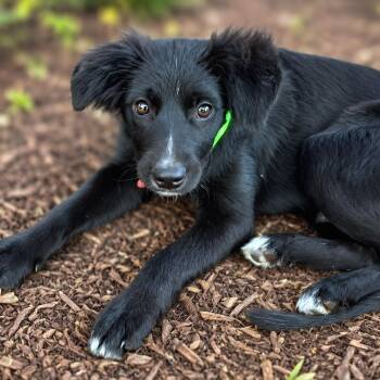 Nelson -  Spaniel and Flat Coated Retriever Dog for Adoption in Boerne, Texas - Nelson | PetCurious