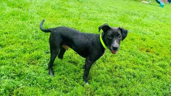 Spencer -  Black Labrador Retriever and Mixed Breed Dog for Adoption in Clinton, Wisconsin - Spencer | PetCurious