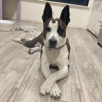Terrier and Bull Terrier Dogs Available for Adoption - Irish Bailey | PetCurious