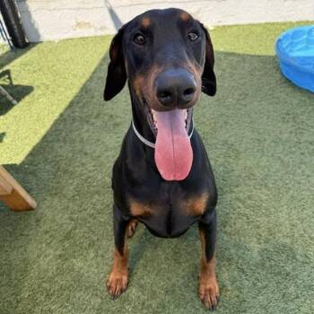 Doberman Pinscher Dogs Available for Adoption - Rex | PetCurious