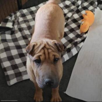 Mei -  Shar Pei Dog for Adoption in Eugene, Oregon - Mei | PetCurious