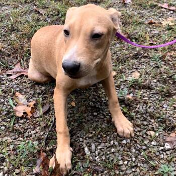Rescue Hound and Mixed Breed Dogs for Adoption in Nashville, Tennessee - Pecan | PetCurious