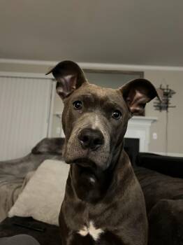 Rescue American Bully Dogs for Adoption in Queenstown, Maryland - Zoe | PetCurious