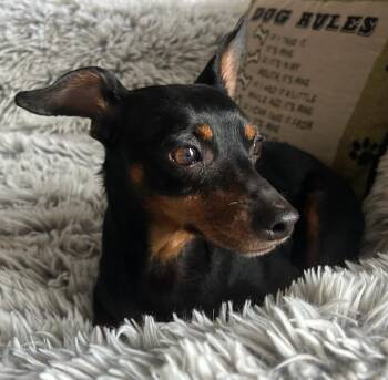 Pluto -  Miniature Pinscher Dog for Adoption in Blountville, Tennessee - Pluto | PetCurious