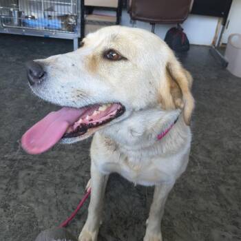 Henrietta -  Yellow Labrador Retriever and Labrador Retriever Dog for Adoption in Moses Lake, Washington - Henrietta | PetCurious