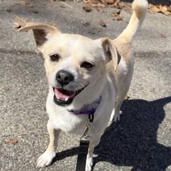 Chihuahua Dogs Available for Adoption - Oshy | PetCurious