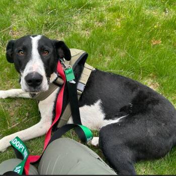 Great Dane and Mixed Breed Dogs Available for Adoption in Minnetonka, Minnesota - Stormy D69150 | PetCurious