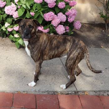 SCR2373 Nova -  Mixed Breed Dog for Adoption in Port Washington, New York - SCR2373 Nova | PetCurious