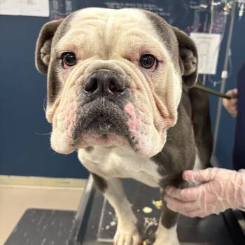Winston -  English Bulldog and Mixed Breed Dog for Adoption in Newark, New Jersey - Winston | PetCurious