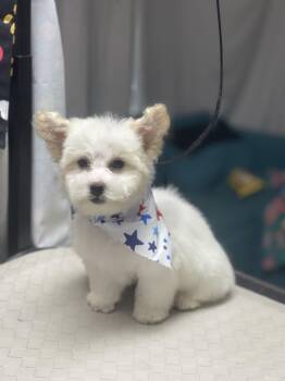 CrackerJack -  Miniature Poodle and Maltipoo Dog for Adoption in Fresno, California - CrackerJack | PetCurious