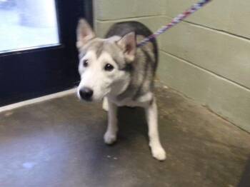 DARREL -  Siberian Husky Dog for Adoption in Tulsa, Oklahoma - DARREL | PetCurious