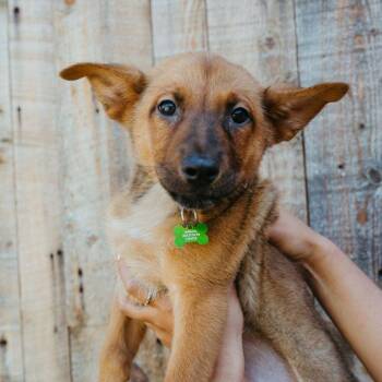 Australian Cattle Dog Blue Heeler Dogs Available for Adoption in Jackson, Wyoming - Spinner | PetCurious