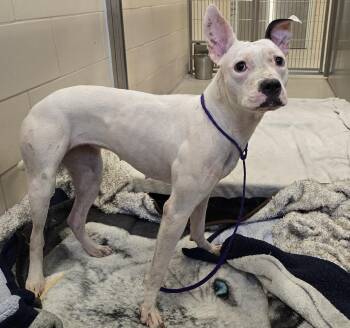 Rescue Pit Bull Terrier Dogs for Adoption in Lindenhurst, New York - 25-457 Breezy | PetCurious