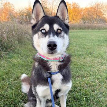 Jade -  Husky Dog for Adoption in Allegan, Michigan - Jade | PetCurious