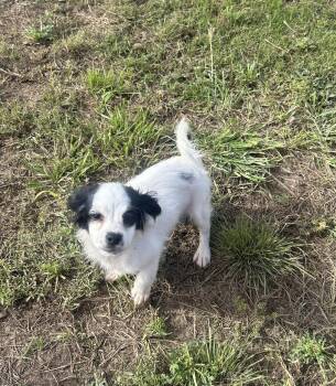 Havanese and Poodle Dogs Available for Adoption - Danielle | PetCurious