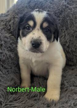 Norbert -  Great Pyrenees Dog for Adoption in Cheektowaga, New York - Norbert | PetCurious