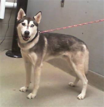 Rescue Siberian Husky Dogs for Adoption in Las Vegas, Nevada - WINTER | PetCurious