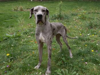 Stefano -  Great Dane Dog for Adoption in Sebastian, Florida - Stefano | PetCurious