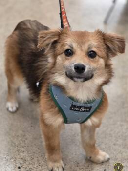 Rescue Corgi and Pomeranian Dogs for Adoption in Farmington, Minnesota - Jasper | PetCurious