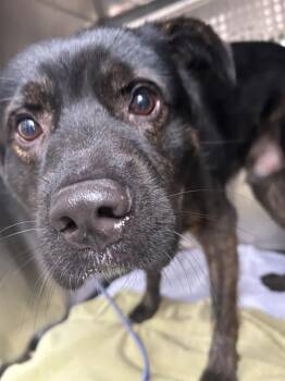 Murkrow -  Labrador Retriever Dog for Adoption in Austin, Texas - Murkrow | PetCurious