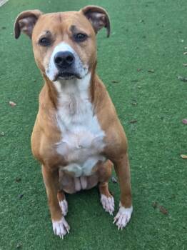 Rescue Labrador Retriever and Terrier Dogs for Adoption in Orlando, Florida - Olivia | PetCurious