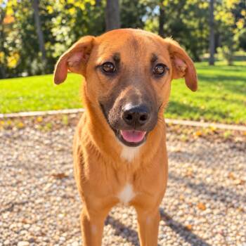 Maggie -  Shepherd and Labrador Retriever Dog for Adoption in Rockville, Maryland - Maggie | PetCurious