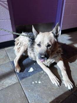 Hyde -  Mixed Breed Dog for Adoption in El Paso, Texas - Hyde | PetCurious