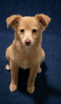 Foxy the beautiful mixed breed -  Australian Shepherd and Shetland Sheepdog Sheltie Dog for Adoption in Muskego, Wisconsin - Foxy The Beautiful Mixed Breed | PetCurious