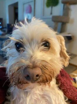 Willie -  Havanese Dog Available for Adoption in Taycheedah, Wisconsin - Willie | PetCurious