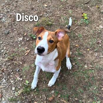 Disco -  Bluetick Coonhound and Bloodhound Dog for Adoption in Oak Ridge, Tennessee - Disco | PetCurious