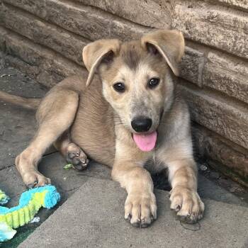 Pluto -  German Shepherd Dog Dog for Adoption in Bellaire, Texas - Pluto | PetCurious